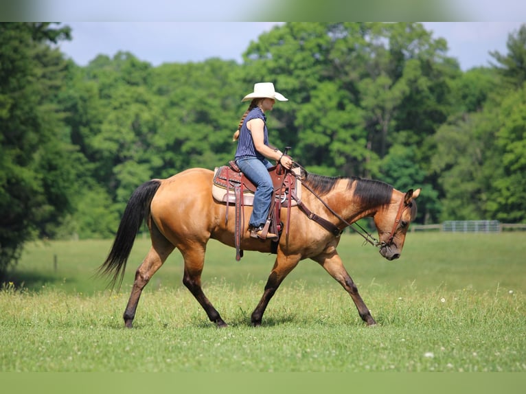 American Quarter Horse Wałach 12 lat Jelenia in Clarion