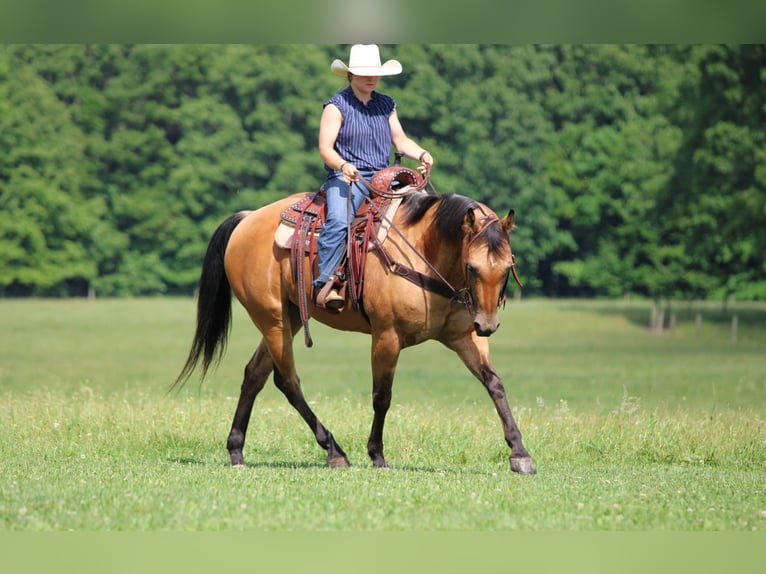American Quarter Horse Wałach 12 lat Jelenia in Clarion