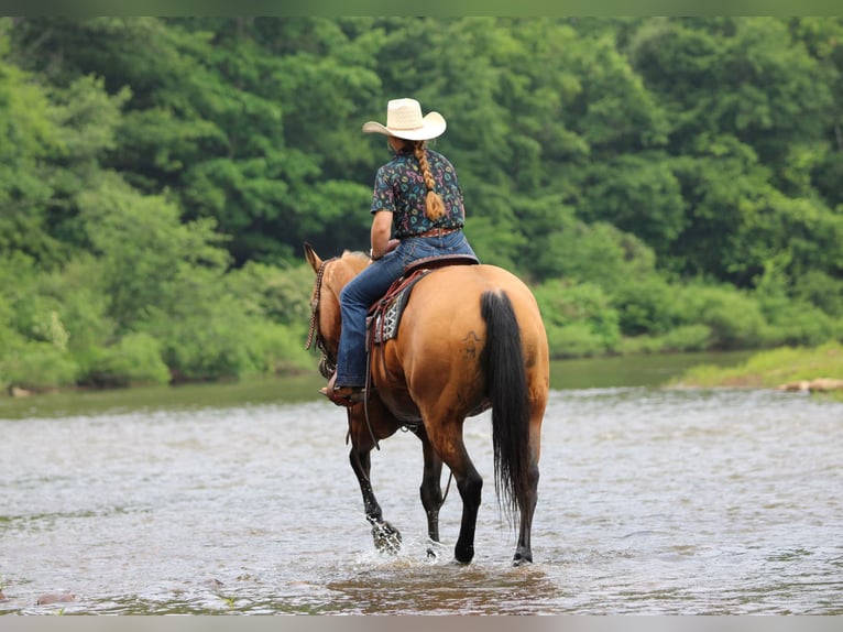 American Quarter Horse Wałach 12 lat Jelenia in Clarion