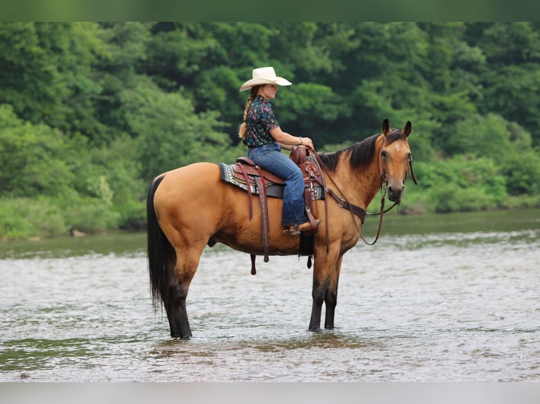 American Quarter Horse Wałach 12 lat Jelenia in Clarion