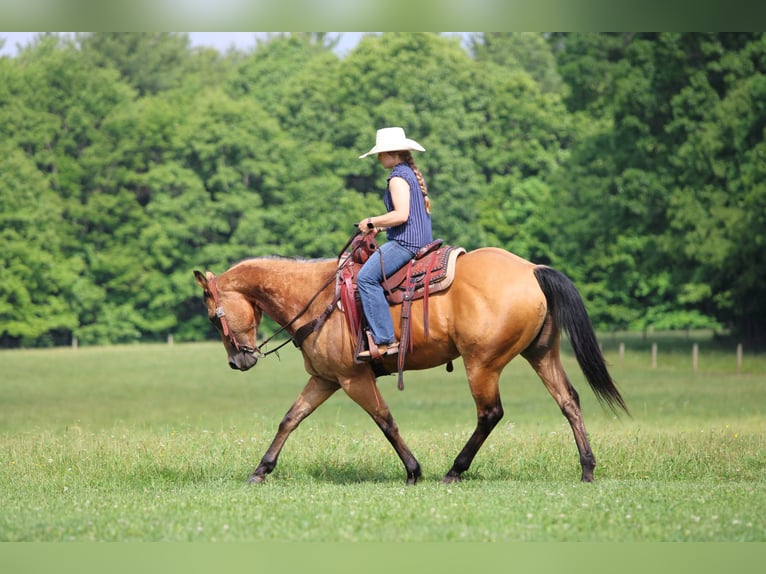 American Quarter Horse Wałach 12 lat Jelenia in Clarion