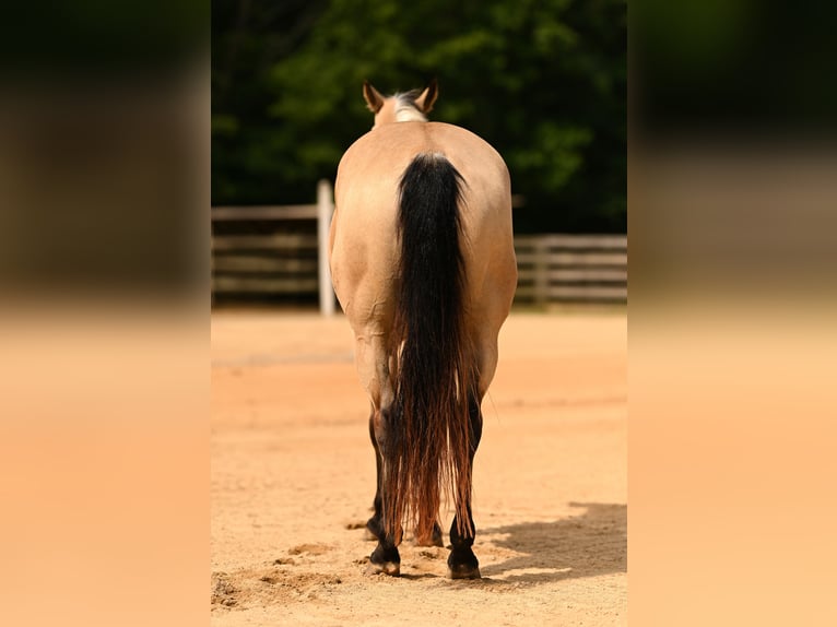 American Quarter Horse Wałach 12 lat Jelenia in Rougemont