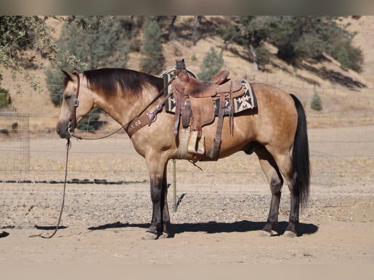 American Quarter Horse Wałach 12 lat Jelenia in Tres Pinos