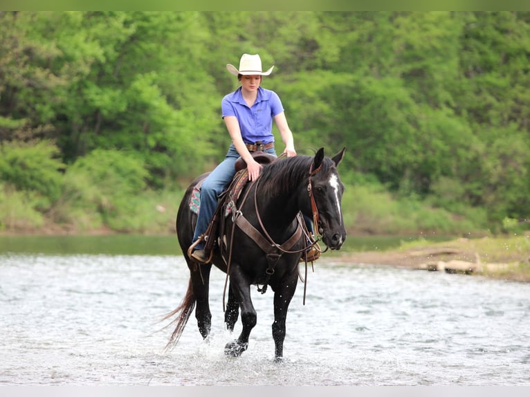 American Quarter Horse Wałach 12 lat Kara in Clarion