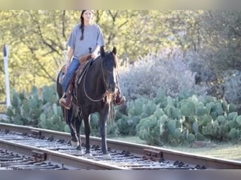 American Quarter Horse Wałach 12 lat Kara in Mineral Wells TX