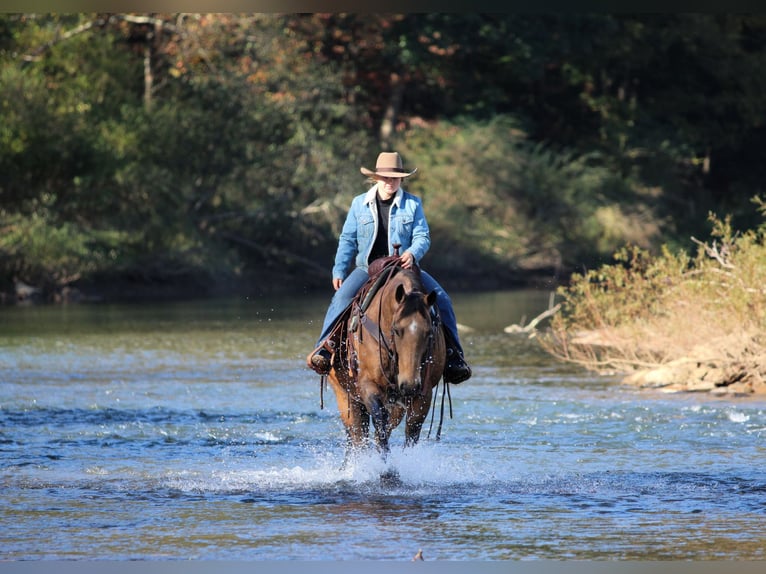 American Quarter Horse Wałach 12 lat Karodereszowata in Clarion