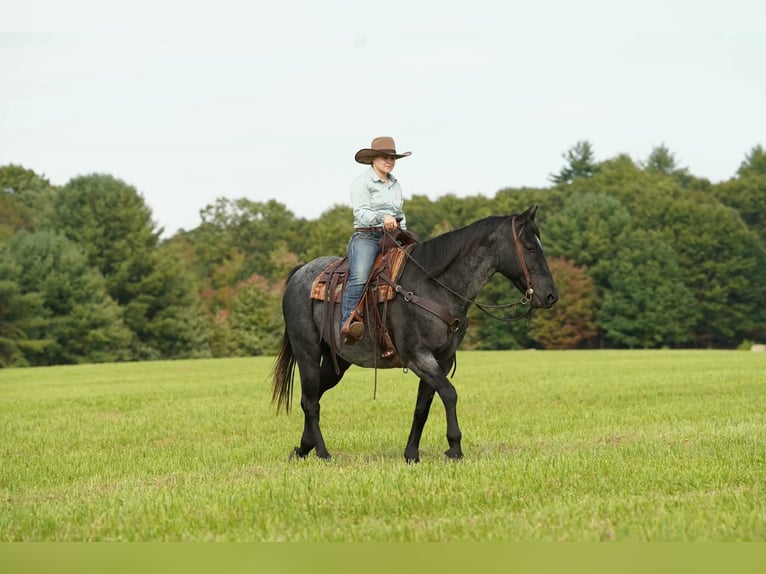 American Quarter Horse Wałach 12 lat Karodereszowata in Clarion