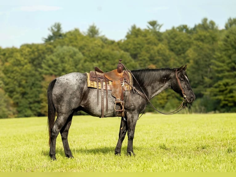 American Quarter Horse Wałach 12 lat Karodereszowata in Clarion