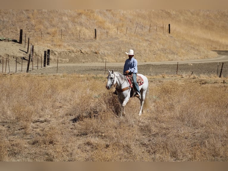 American Quarter Horse Wałach 12 lat Siwa in Tres Pinos