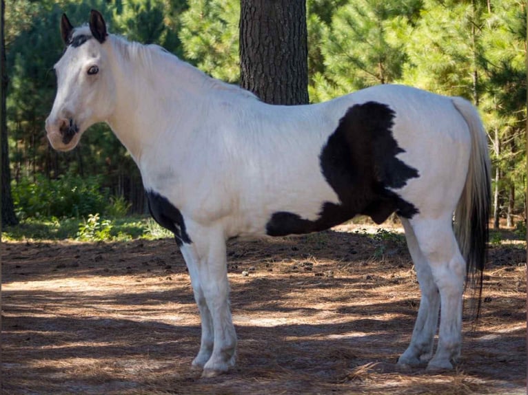American Quarter Horse Wałach 13 lat 132 cm Tobiano wszelkich maści in Canton TX
