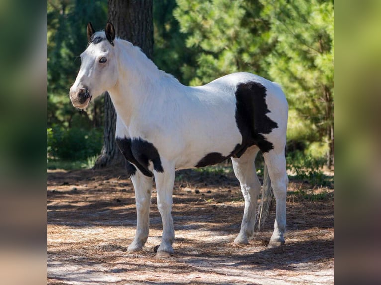 American Quarter Horse Wałach 13 lat 132 cm Tobiano wszelkich maści in Canton TX