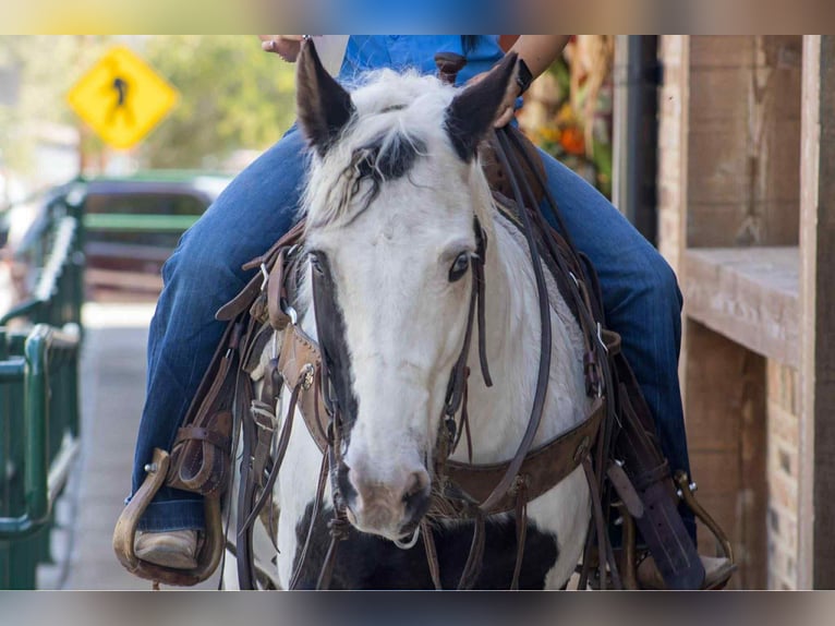 American Quarter Horse Wałach 13 lat 132 cm Tobiano wszelkich maści in Canton TX