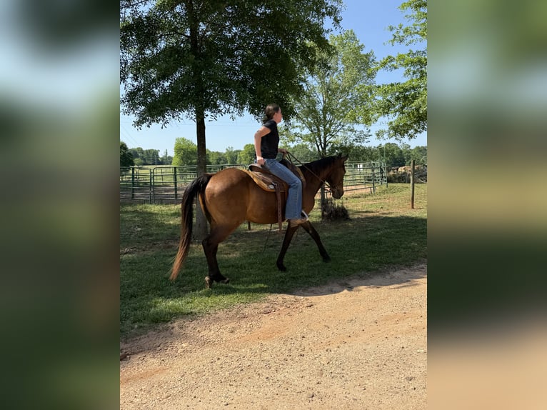 American Quarter Horse Wałach 13 lat 142 cm Gniada in Carnesville, GA