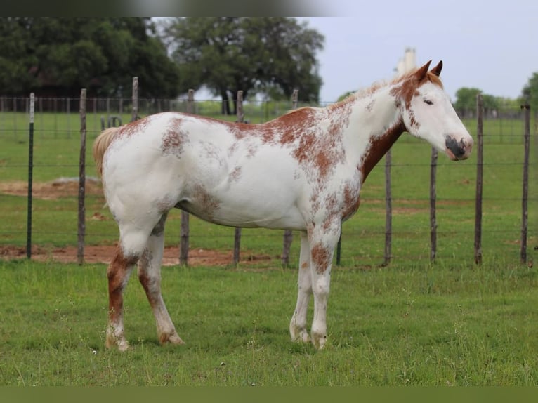 American Quarter Horse Wałach 13 lat 142 cm Overo wszelkich maści in Lipan TX