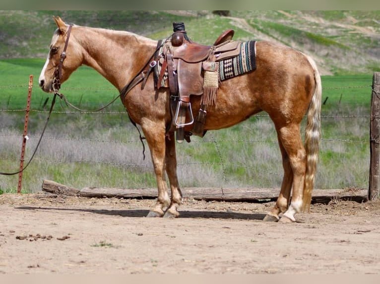 American Quarter Horse Wałach 13 lat 145 cm Izabelowata in Bittewater CA