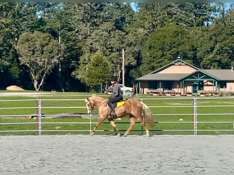 American Quarter Horse Wałach 13 lat 145 cm Izabelowata in Bittewater CA