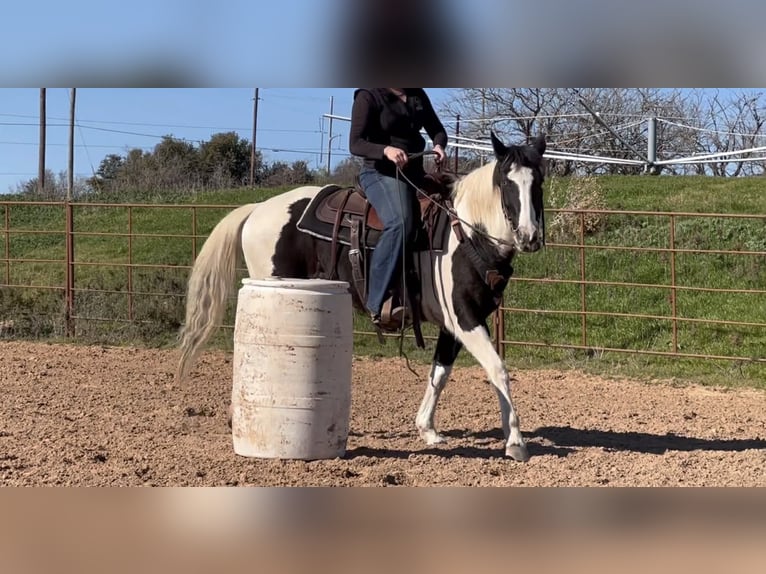 American Quarter Horse Wałach 13 lat 145 cm Tobiano wszelkich maści in Weatherford TX