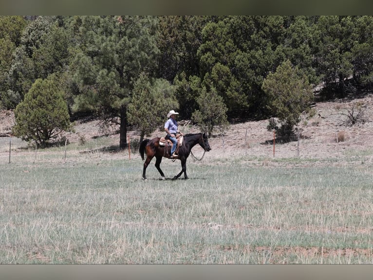 American Quarter Horse Wałach 13 lat 147 cm Kara in Camp Verde AZ