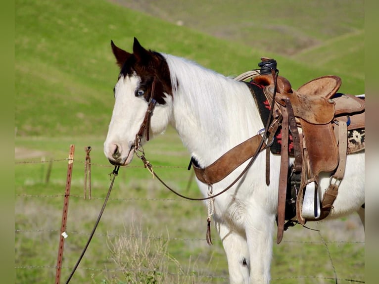 American Quarter Horse Wałach 13 lat 147 cm Tobiano wszelkich maści in Bitterwater CA