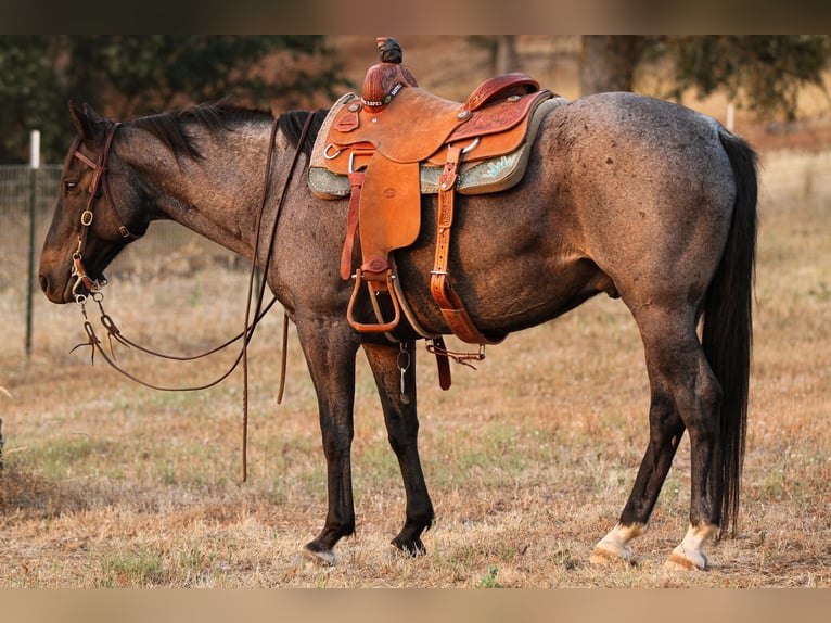 American Quarter Horse Wałach 13 lat 150 cm Karodereszowata in Valley Springs CA