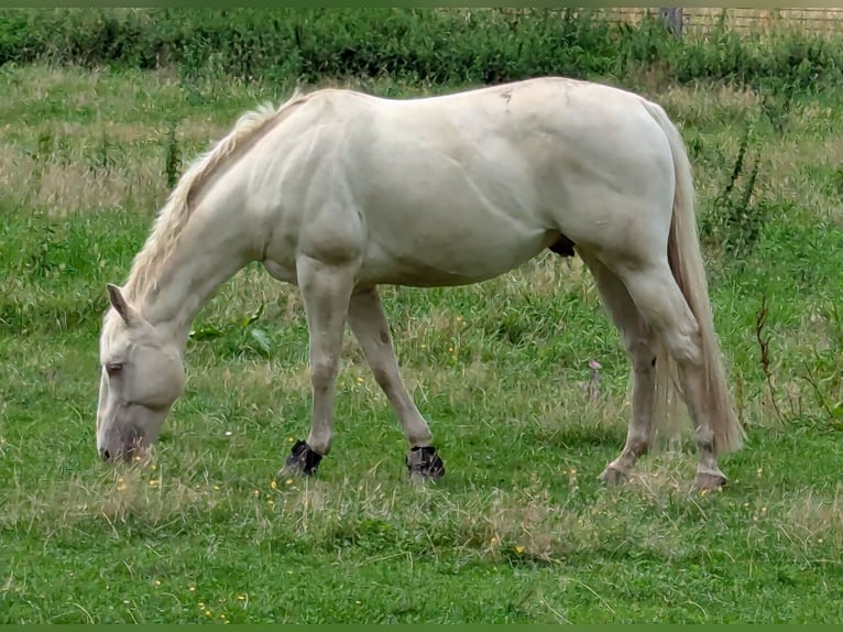 American Quarter Horse Wałach 13 lat 150 cm  in Salzgitter