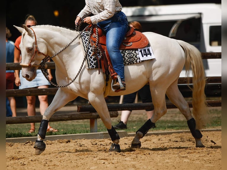 American Quarter Horse Wałach 13 lat 150 cm  in Salzgitter