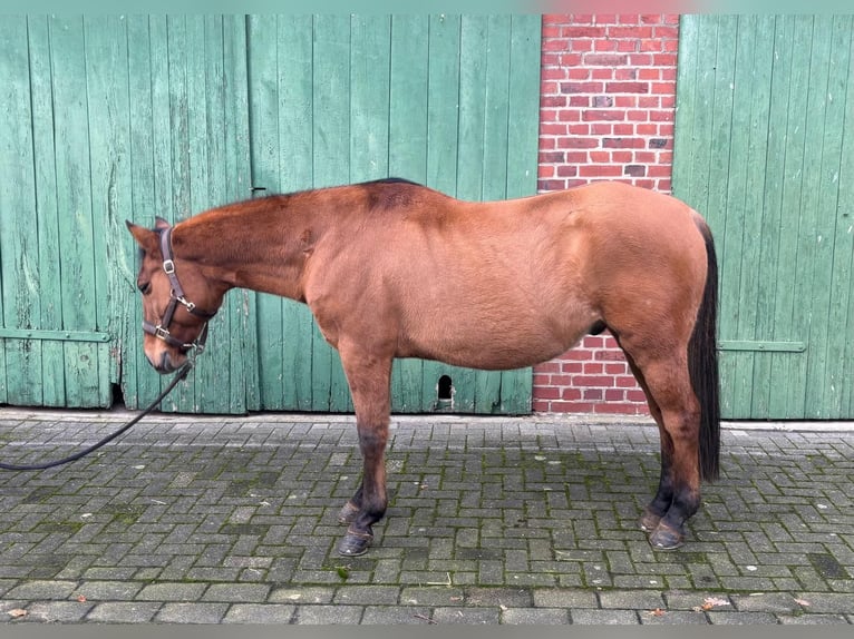 American Quarter Horse Wałach 13 lat 150 cm in Haltern am See