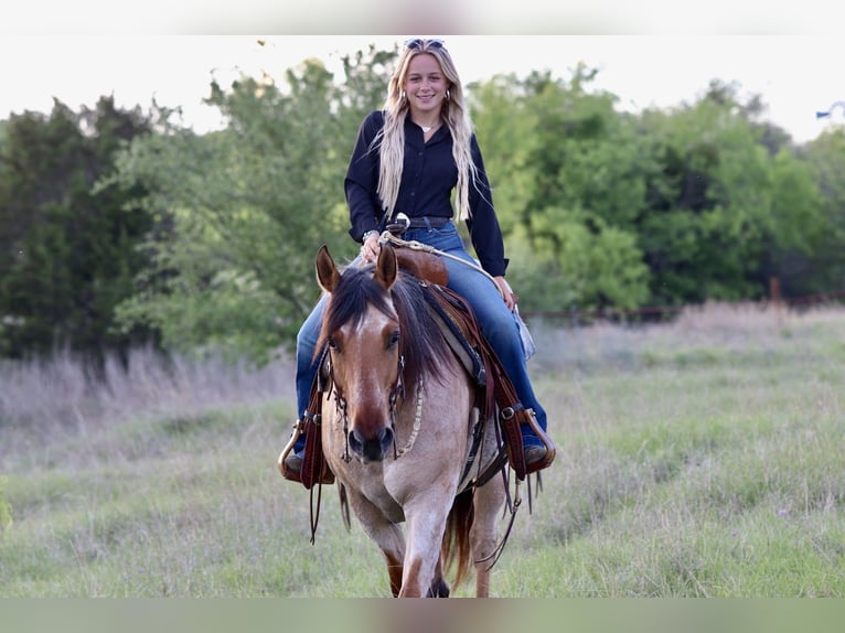 American Quarter Horse Wałach 13 lat 152 cm Bułana in Mineral Wells