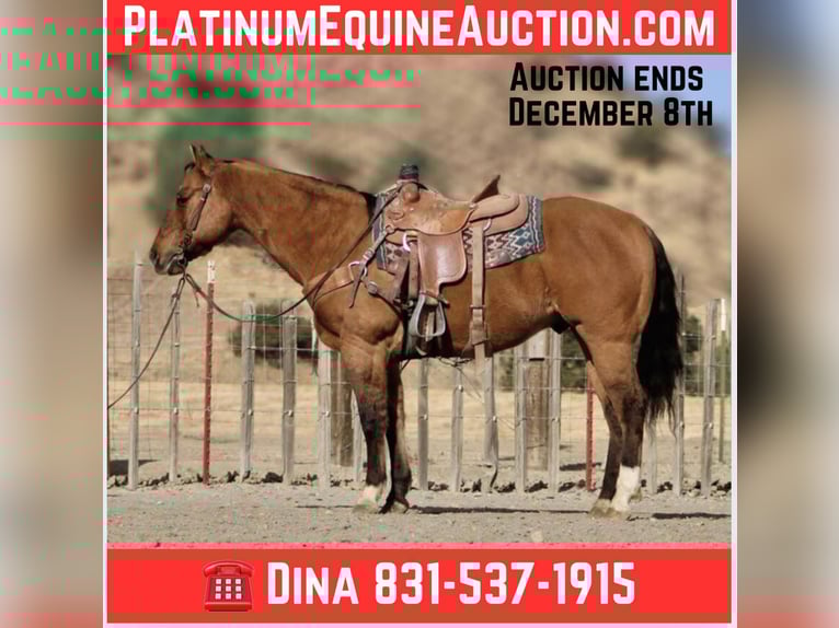 American Quarter Horse Wałach 13 lat 152 cm Bułana in Paicines CA