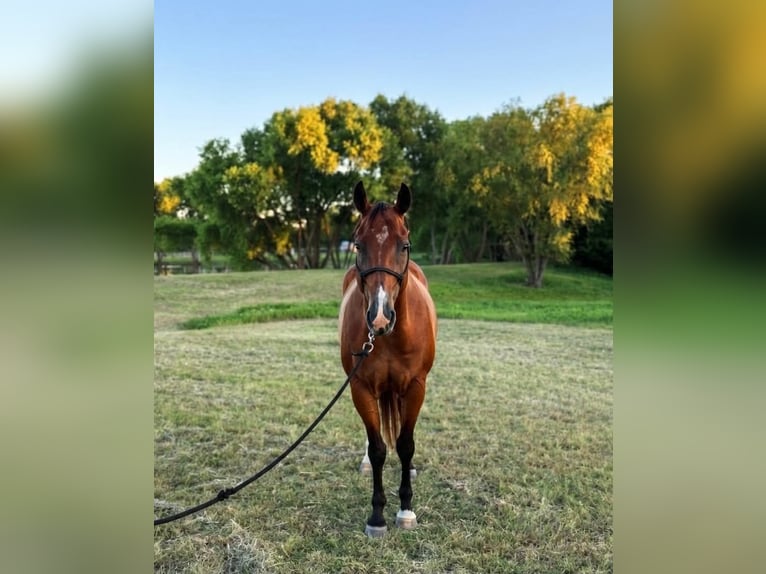 American Quarter Horse Wałach 13 lat 152 cm Gniada in Rockwall
