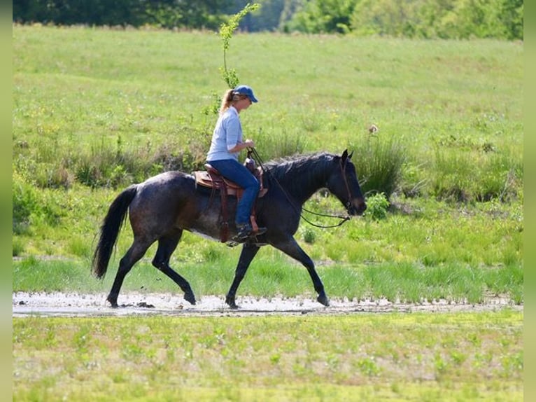 American Quarter Horse Wałach 13 lat 152 cm Gniadodereszowata in Athens
