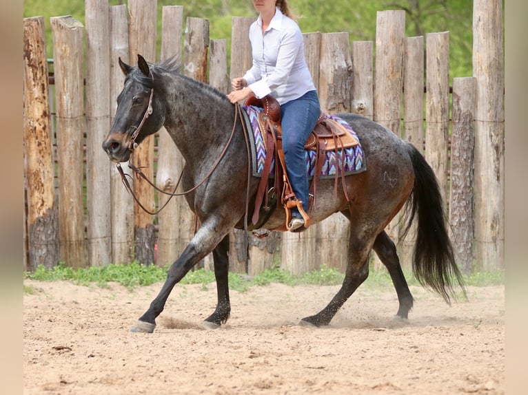 American Quarter Horse Wałach 13 lat 152 cm Gniadodereszowata in Athens