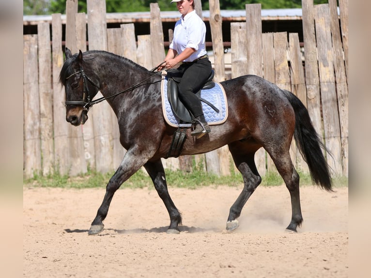 American Quarter Horse Wałach 13 lat 152 cm Gniadodereszowata in Athens