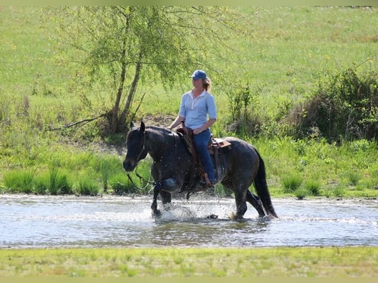 American Quarter Horse Wałach 13 lat 152 cm Gniadodereszowata in Athens