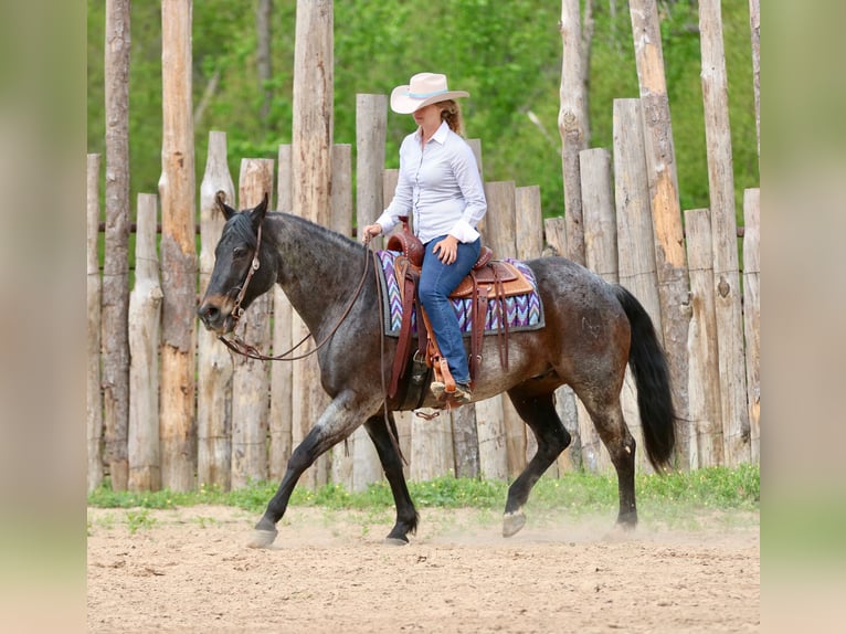 American Quarter Horse Wałach 13 lat 152 cm Gniadodereszowata in Athens