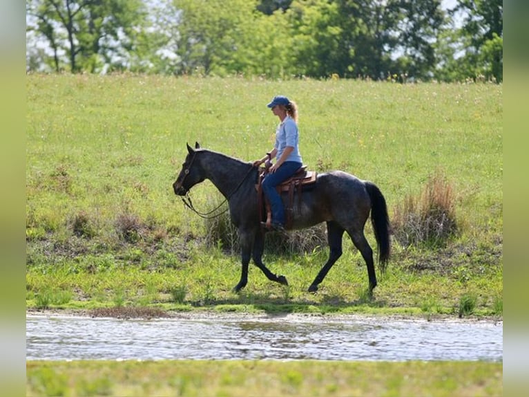 American Quarter Horse Wałach 13 lat 152 cm Gniadodereszowata in Athens