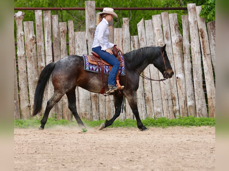 American Quarter Horse Wałach 13 lat 152 cm Gniadodereszowata in Athens