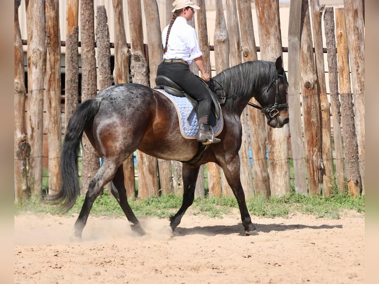 American Quarter Horse Wałach 13 lat 152 cm Gniadodereszowata in Athens
