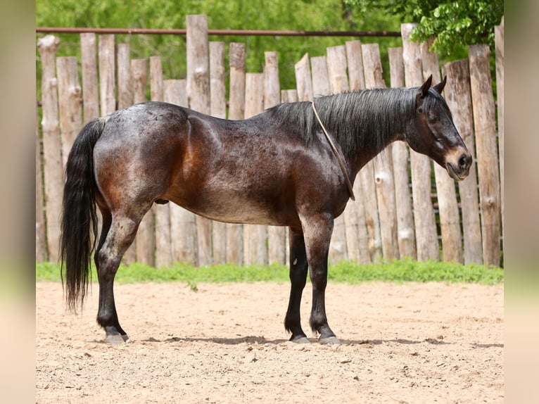 American Quarter Horse Wałach 13 lat 152 cm Gniadodereszowata in Athens