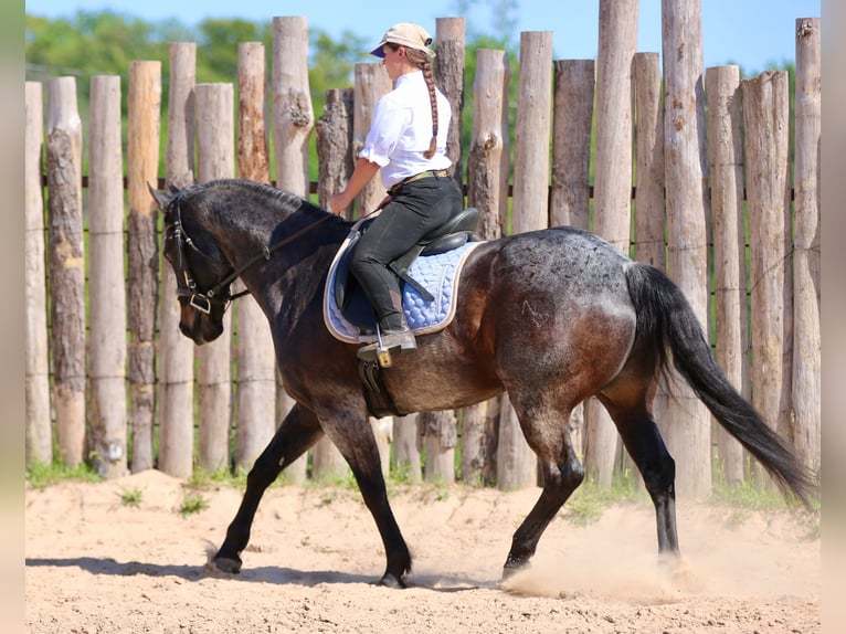 American Quarter Horse Wałach 13 lat 152 cm Gniadodereszowata in Athens