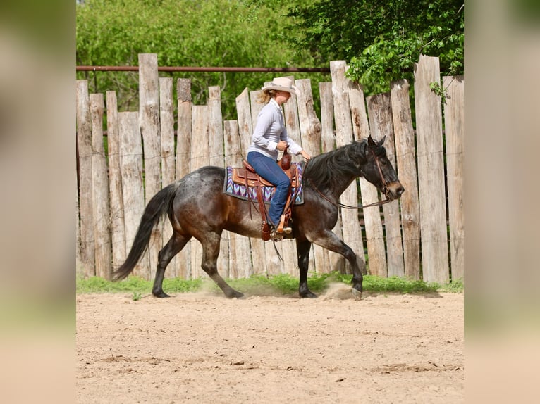 American Quarter Horse Wałach 13 lat 152 cm Gniadodereszowata in Athens