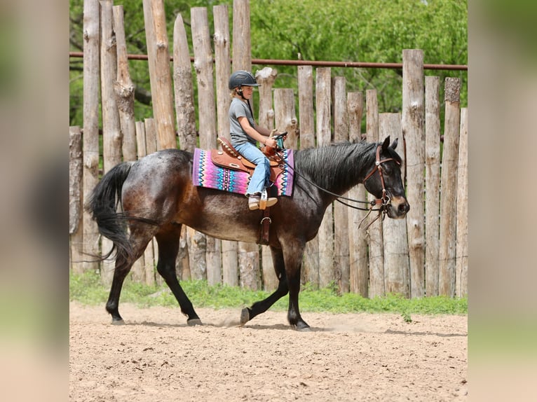 American Quarter Horse Wałach 13 lat 152 cm Gniadodereszowata in Athens
