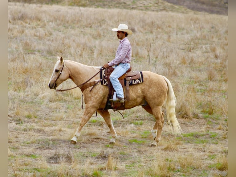 American Quarter Horse Wałach 13 lat 152 cm Izabelowata in Paicines CA
