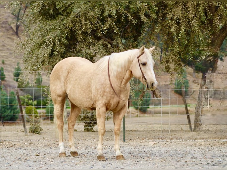 American Quarter Horse Wałach 13 lat 152 cm Izabelowata in Paicines CA