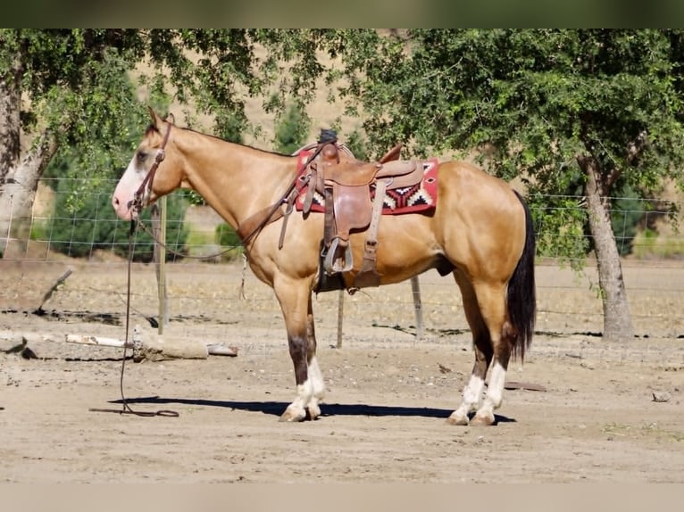 American Quarter Horse Wałach 13 lat 152 cm Jelenia in Tres Pinos
