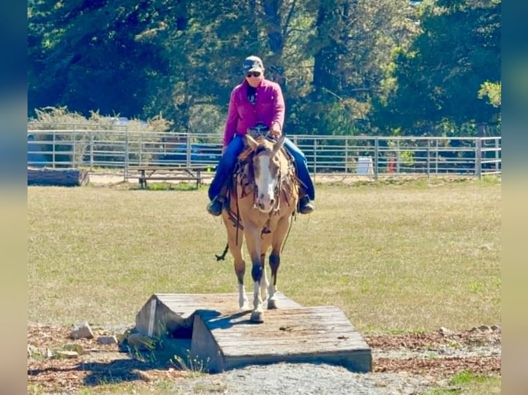 American Quarter Horse Wałach 13 lat 152 cm Jelenia in Tres Pinos