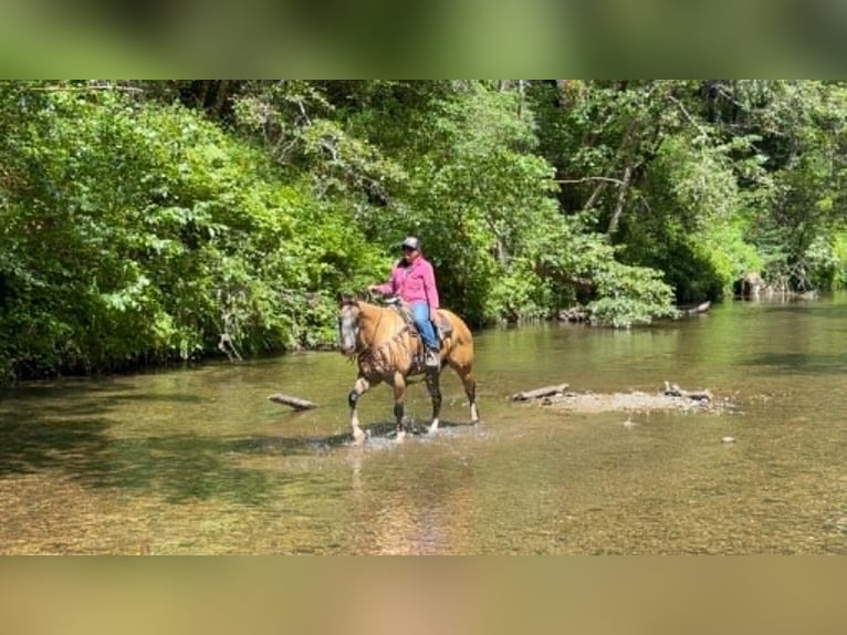 American Quarter Horse Wałach 13 lat 152 cm Jelenia in Tres Pinos