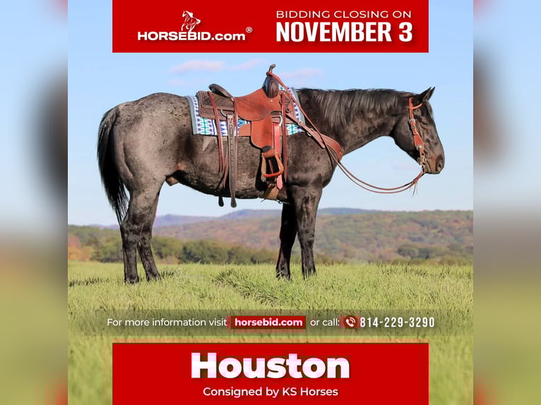 American Quarter Horse Wałach 13 lat 152 cm Karodereszowata in Clarion