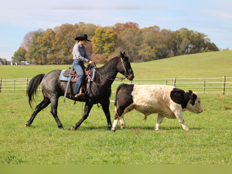American Quarter Horse Wałach 13 lat 152 cm Karodereszowata in Clarion