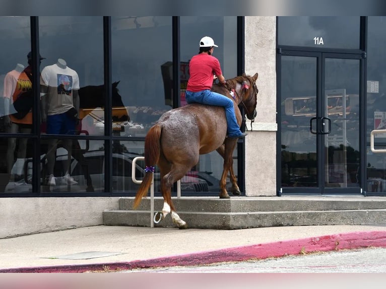 American Quarter Horse Wałach 13 lat 152 cm Kasztanowatodereszowata in Stephenville